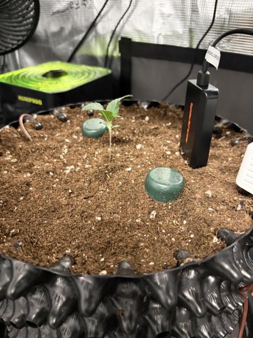 Blueberry. Week 1