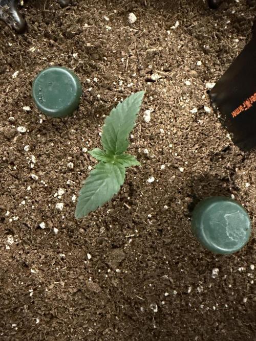 Blueberry. Week 1
