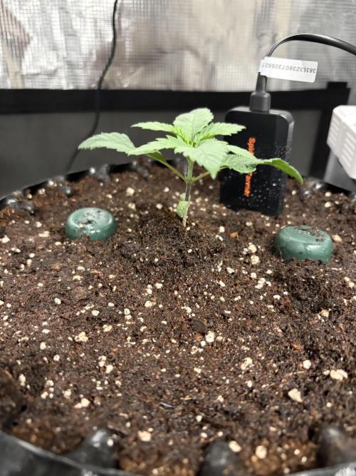 Blueberry. Week 2