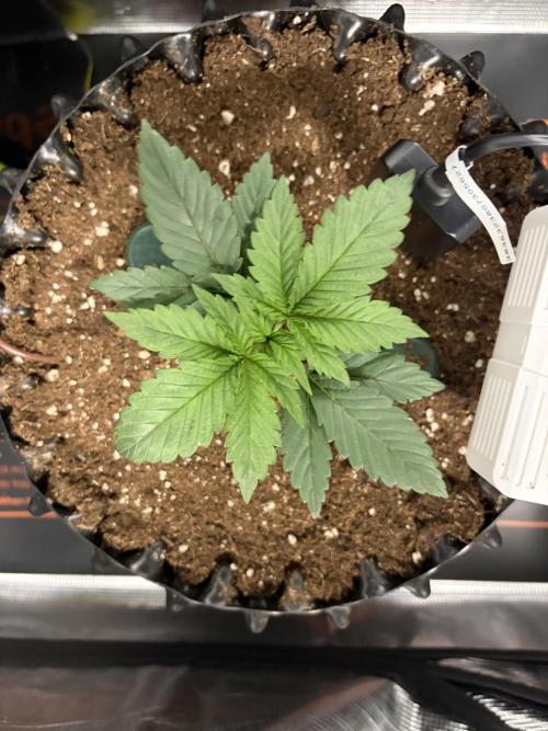 Blueberry Fem. -Dutch Passion. Week 3