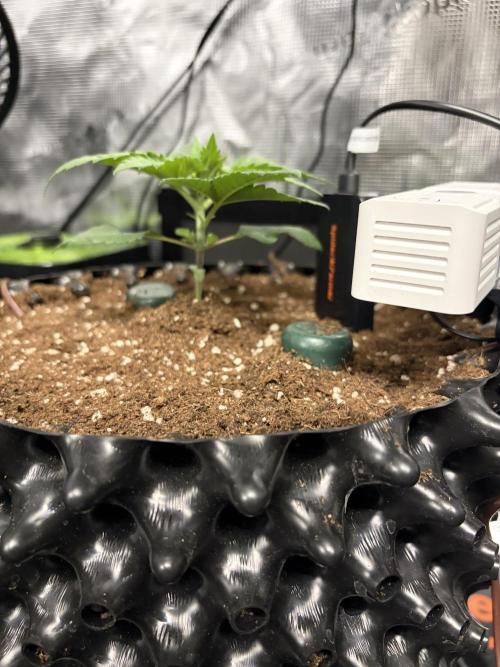 Blueberry Fem. -Dutch Passion. Week 3