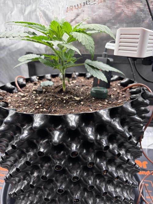 Blueberry. Week 3