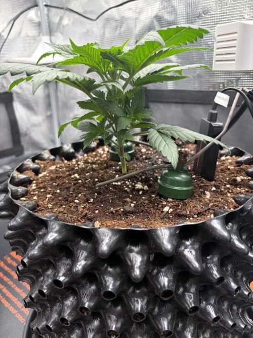 Blueberry Fem. -Dutch Passion. Week 4