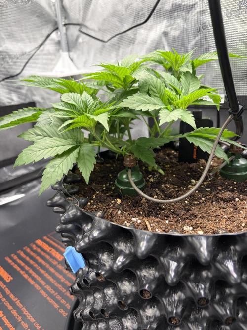 Blueberry Fem. -Dutch Passion. Week 5