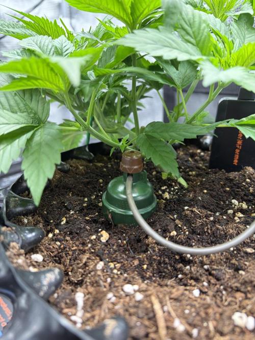 Blueberry Fem. -Dutch Passion. Week 5