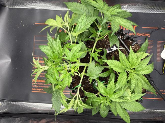 Blueberry. Week 5