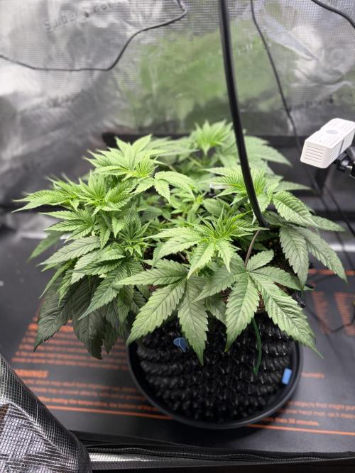 Blueberry Fem. -Dutch Passion. Week 6