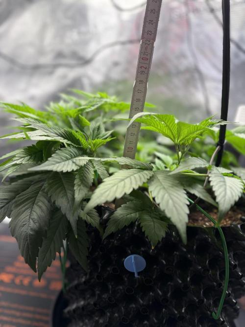 Blueberry Fem. -Dutch Passion. Week 6