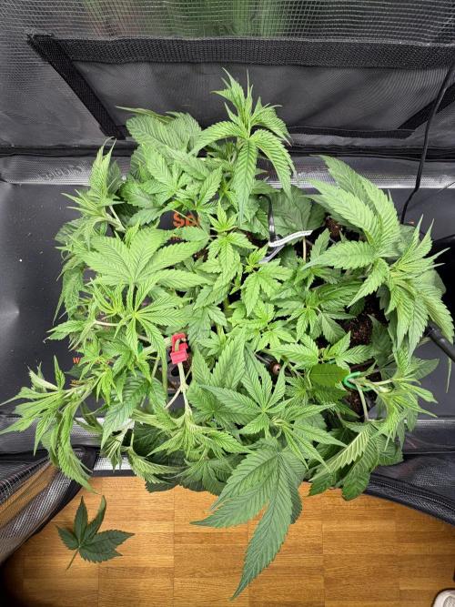 Blueberry Fem. -Dutch Passion. Week 6