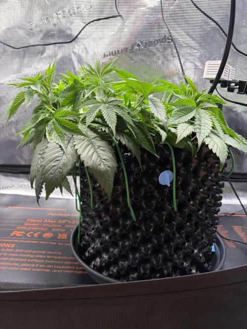 Blueberry Fem. -Dutch Passion. Week 6