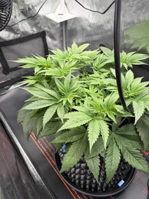 Blueberry. Week 6