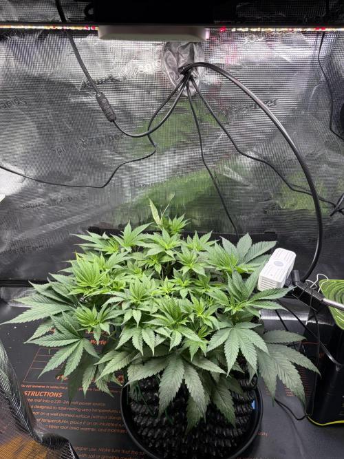 Blueberry Fem. -Dutch Passion. Week 7
