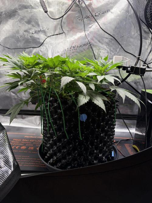 Blueberry Fem. -Dutch Passion. Week 7