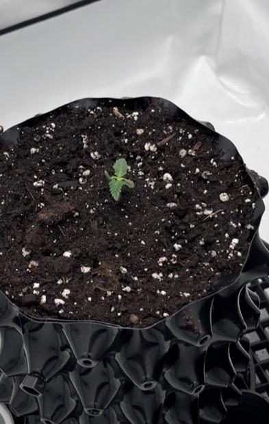Special Queen. Week 1