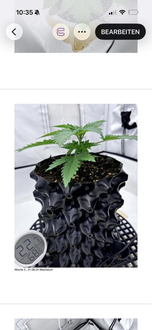 Special Queen #1. Week 3