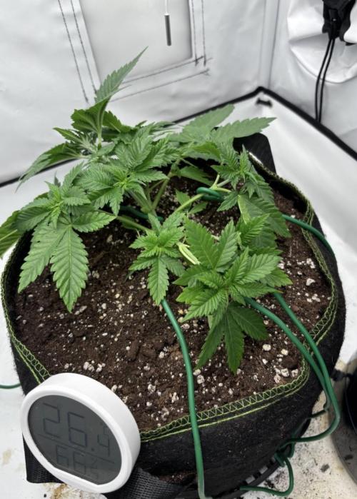 Special Queen #1. Week 4