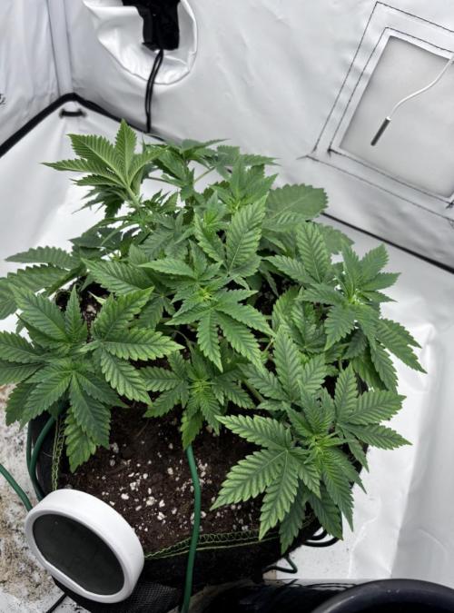Special Queen #1. Week 5