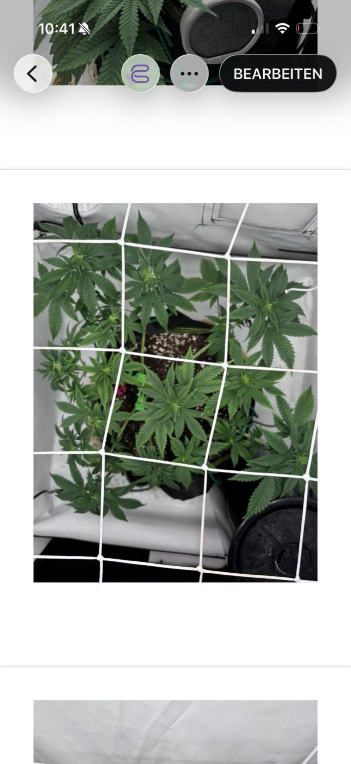 Special Queen. Week 7