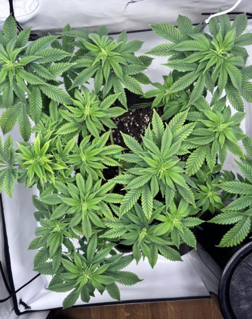 Special Queen #1. Week 8