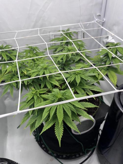 Special Queen #1. Week 9