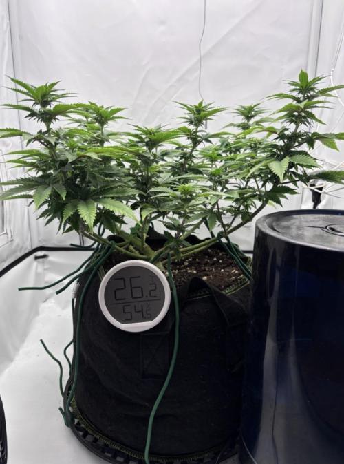 Special Queen. Week 10