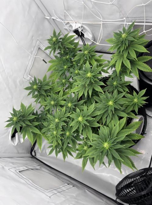 Special Queen. Week 10