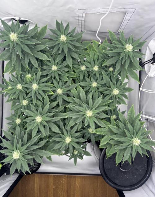 Special Queen. Week 11