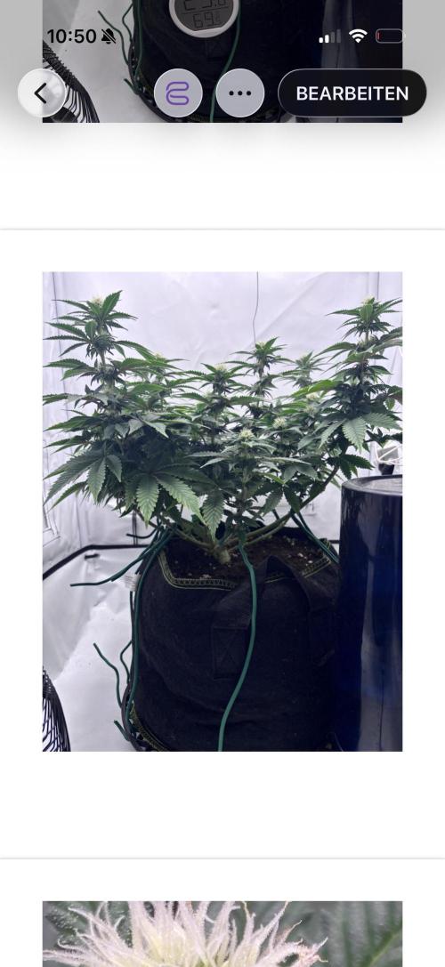 Special Queen. Week 11