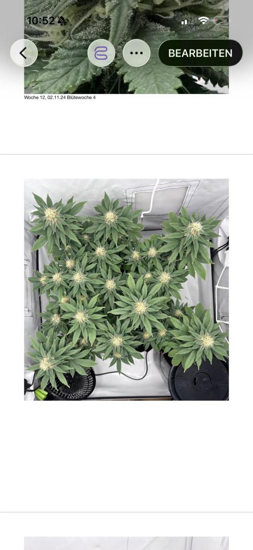 Special Queen. Week 12