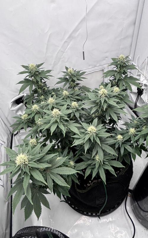 Special Queen. Week 12