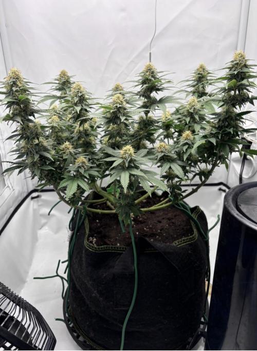 Special Queen. Week 13