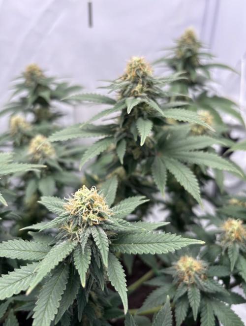 Special Queen. Week 13
