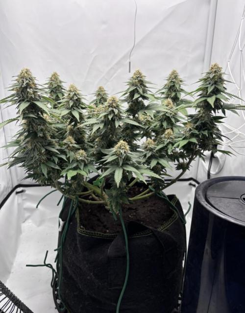 Special Queen. Week 14