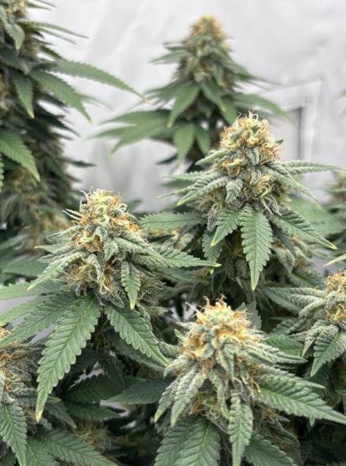 Special Queen. Week 14