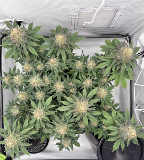 Special Queen. Week 15