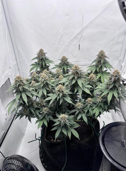 Special Queen. Week 15