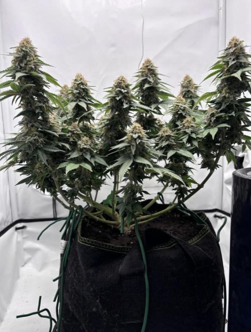 Special Queen. Week 15