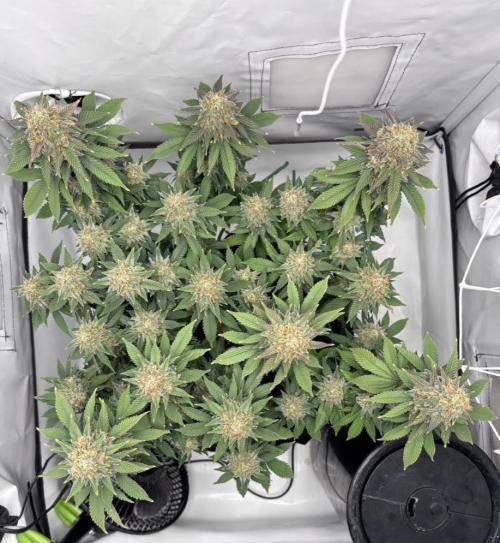 Special Queen. Week 16