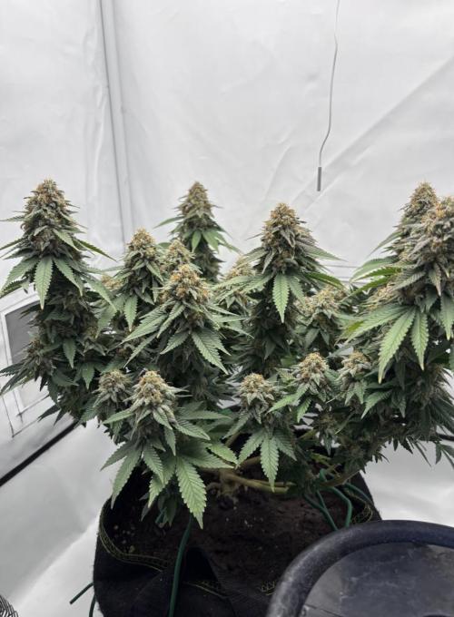 Special Queen. Week 16