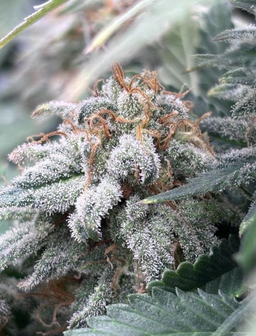 Special Queen. Week 16
