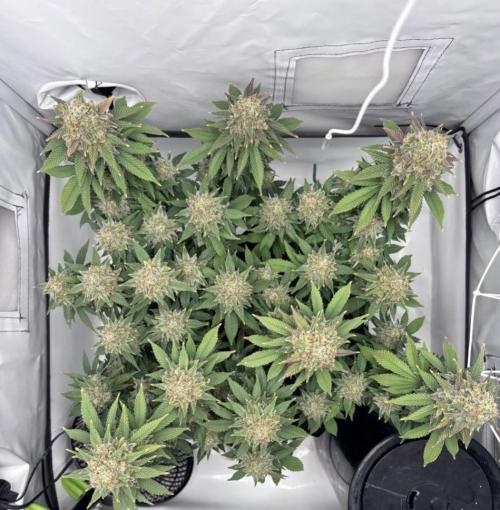 Special Queen. Week 17