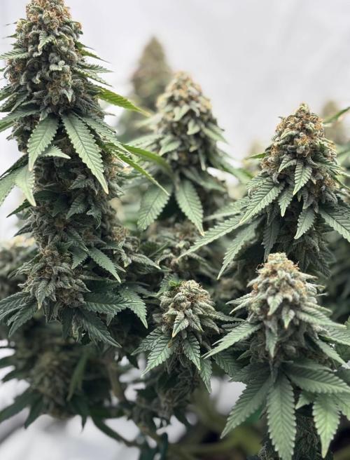 Special Queen. Week 17