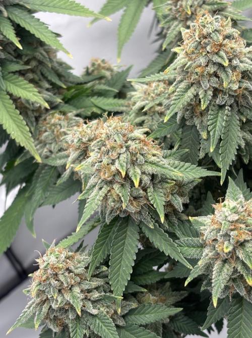 Special Queen. Week 17