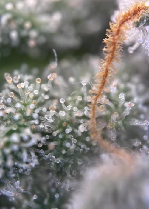 Special Queen. Week 17