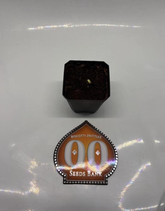 Biscotti Zkittlez - 00Seedbank. Week 0