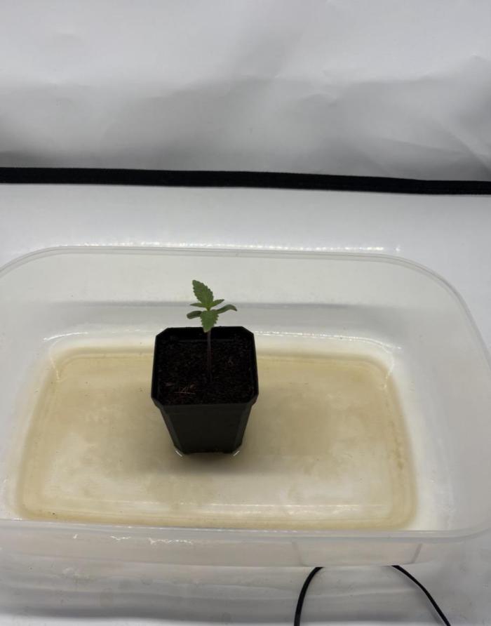 Biscotti Zkittlez - 00Seedbank. Week 1