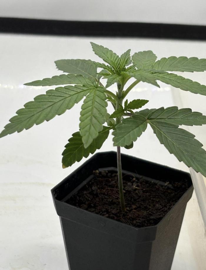 Biscotti Zkittlez - 00Seedbank. Week 2