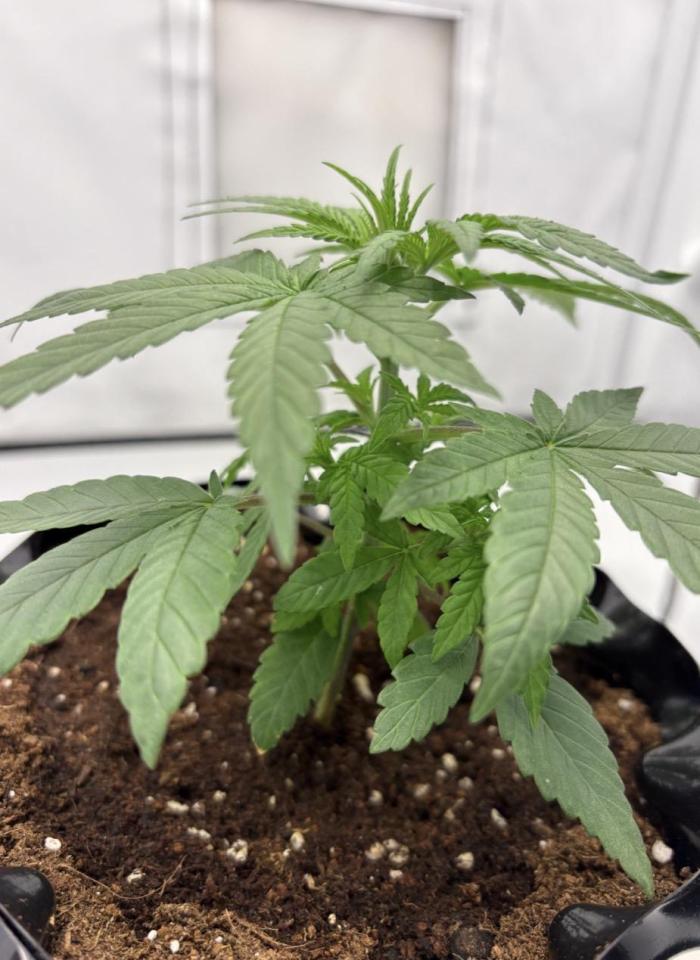 Biscotti Zkittlez - 00Seedbank. Week 3