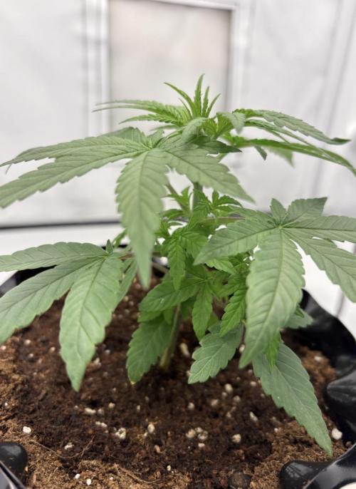 Gropro 3.0. Week 3