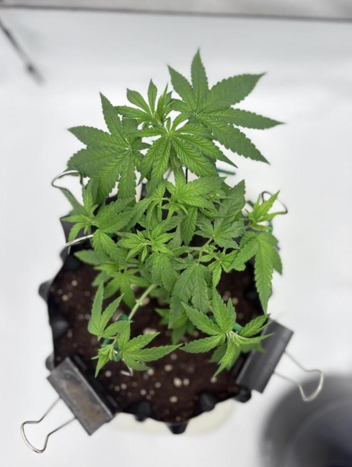 Biscotti Zkittlez - 00Seedbank. Week 4